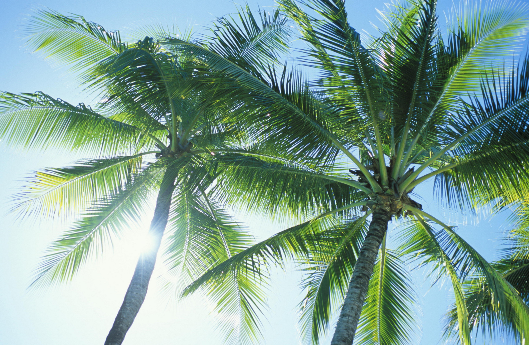 Palm Trees